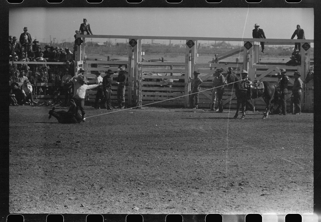 Calf roping at the San Angelo Fat Stock Show, 1940